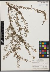 Foto von Salix taxifolia Kunth